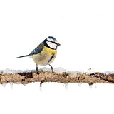 Garden birds